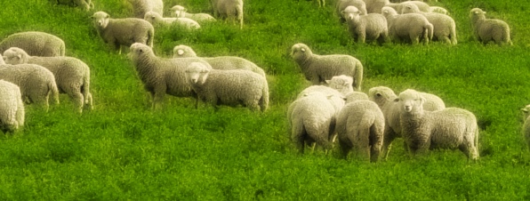 считать овец