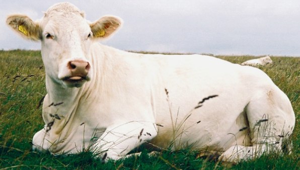 Белая Корова Фото