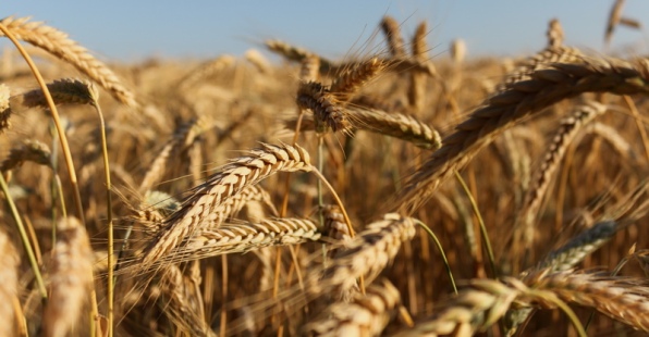 к чему снится поле пшеницы