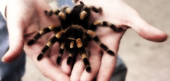 к чему снится паук тарантул