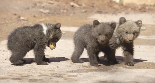 к чему снятся маленькие медведи