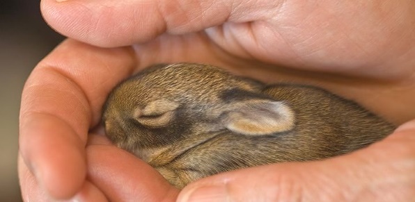 к чему снится маленький кролик