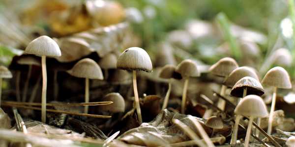 К чему снятся грибы поганки