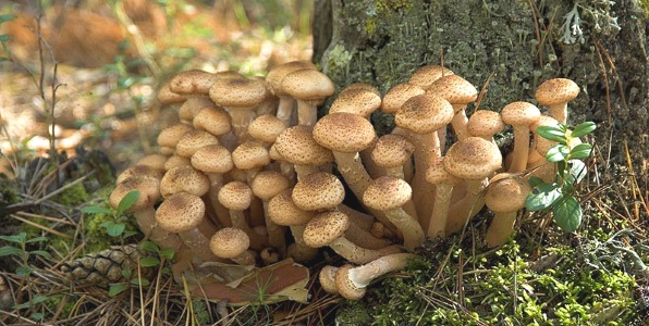 к чему снятся грибы опята
