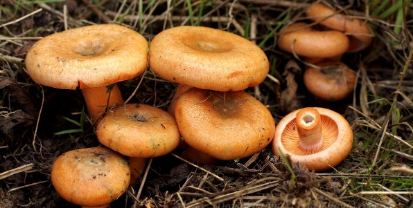 к чему снятся грибы рыжики