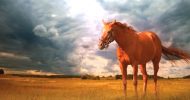 К чему снится красная лошадь