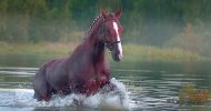 К чему снится лошадь в воде