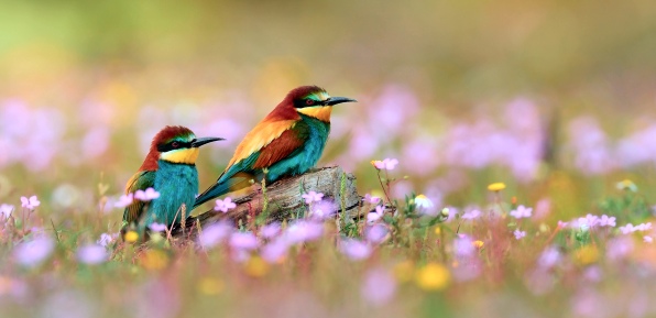 к чему снятся разноцветные птицы