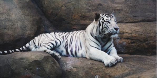 к чему снится белый тигр