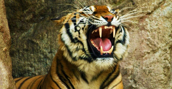 к чему снится убегать от тигра