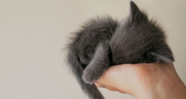 к чему снится кот на руках