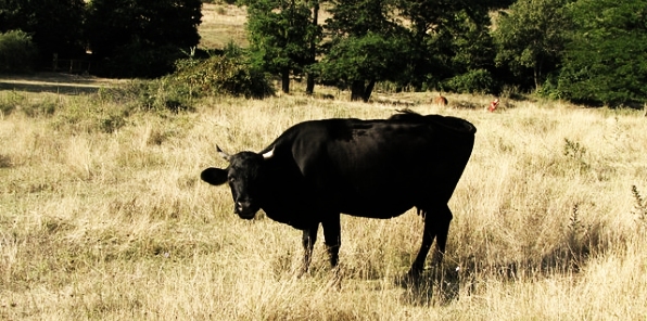 к чему снится черная корова