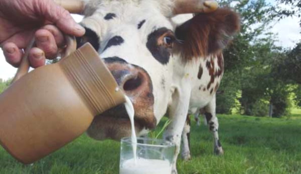 к чему снится коровье молоко