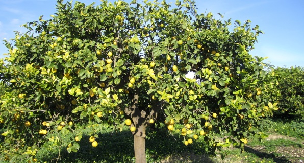 к чему снится лимонное дерево