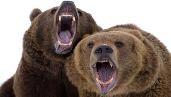 к чему снится как нападают медведи