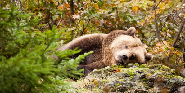 к чему снится спящий медведь