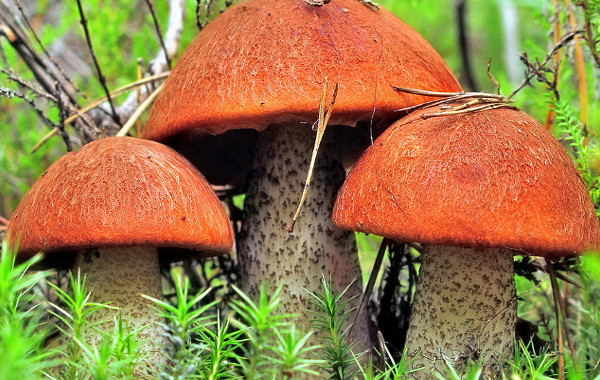 К чему снятся свежие грибы