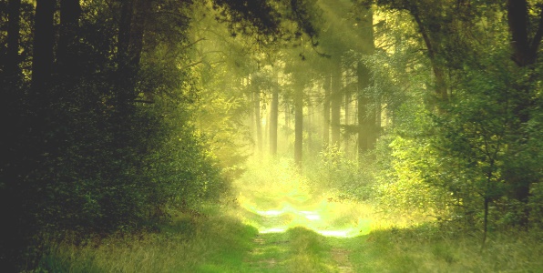 к чему снится дорога в лесу