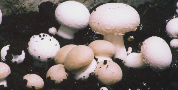 к чему снятся грибы на грядке