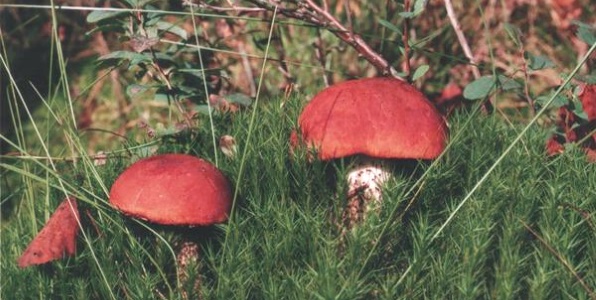 к чему снятся грибы красноголовки