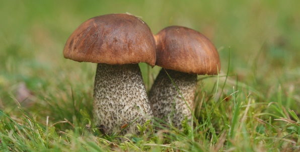 к чему снятся грибы подберезовики