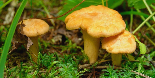 к чему снятся растущие грибы
