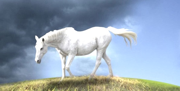к чему снится белая лошадь