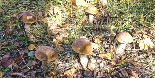 к чему снится поляна с грибами