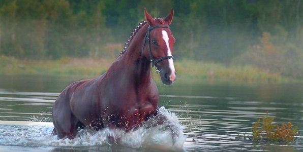 к чему снится лошадь в воде